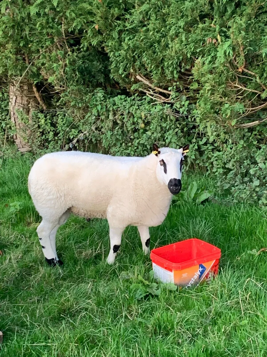 Pedigree and registered shearling Kerryhill ram. - Image 4