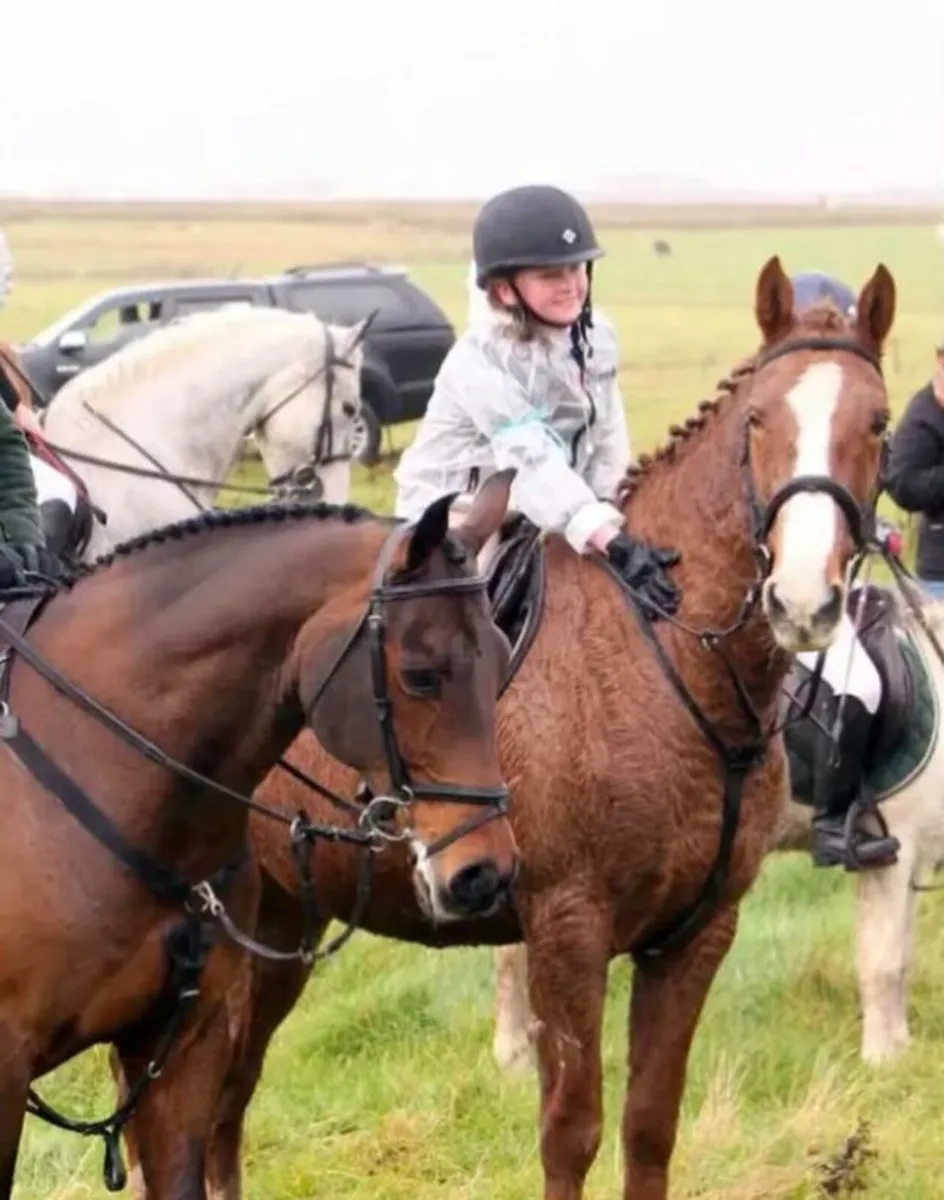 16 hands chestnut mare - Image 3
