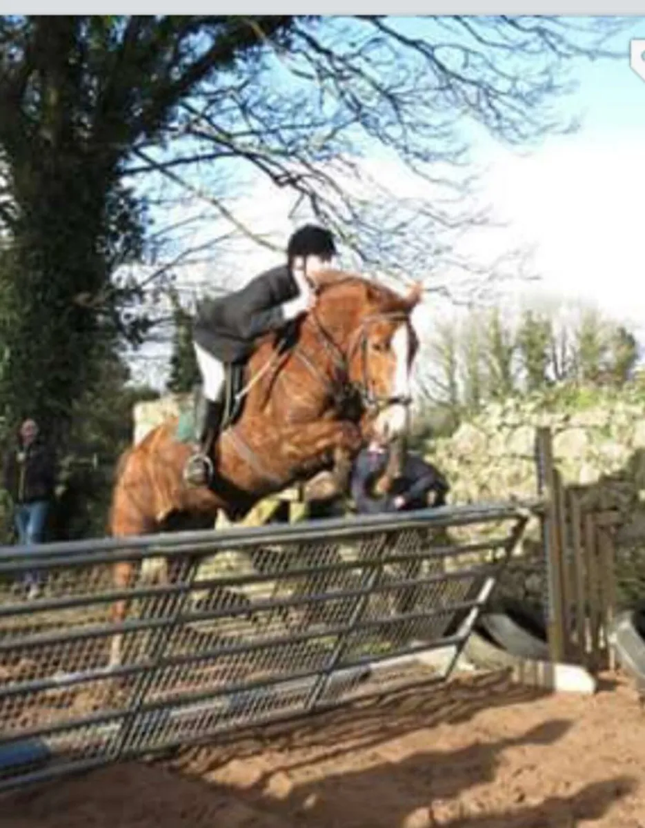 16 hands chestnut mare - Image 1