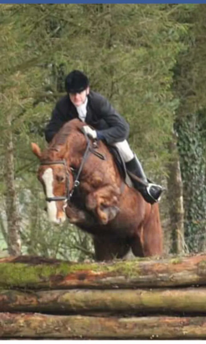16 hands chestnut mare - Image 2