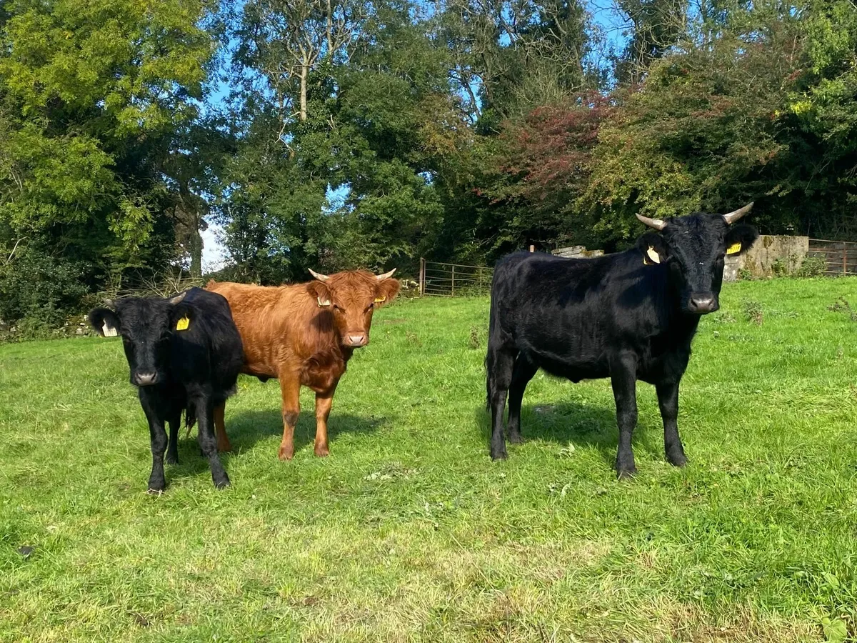 Dexter Heifers - Image 2