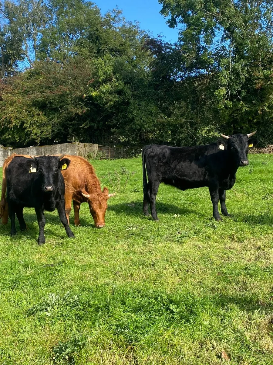 Dexter Heifers - Image 3