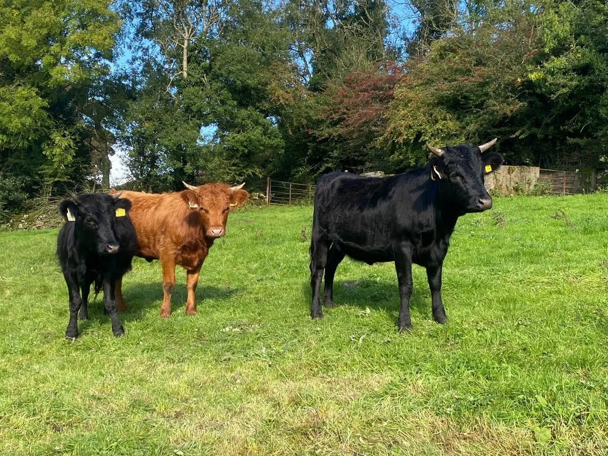 Dexter Heifers - Image 1
