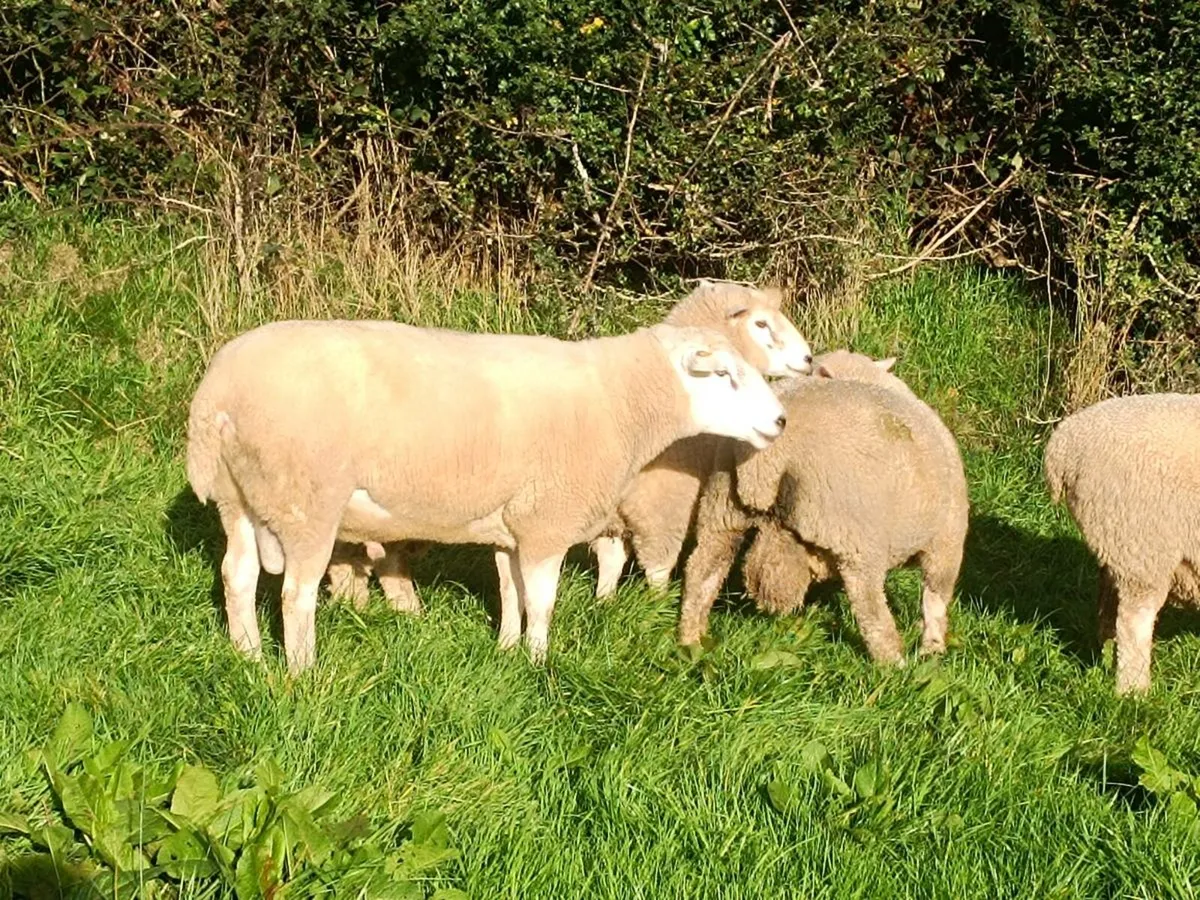 Lleyn 5* ram - Image 1