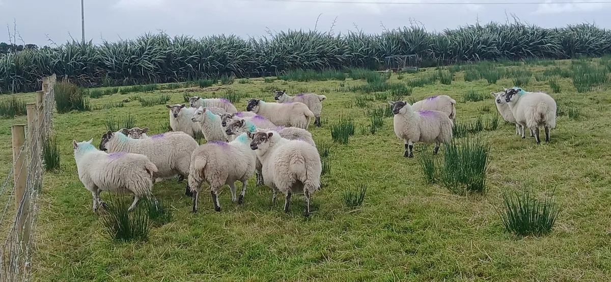 Ewe lambs
