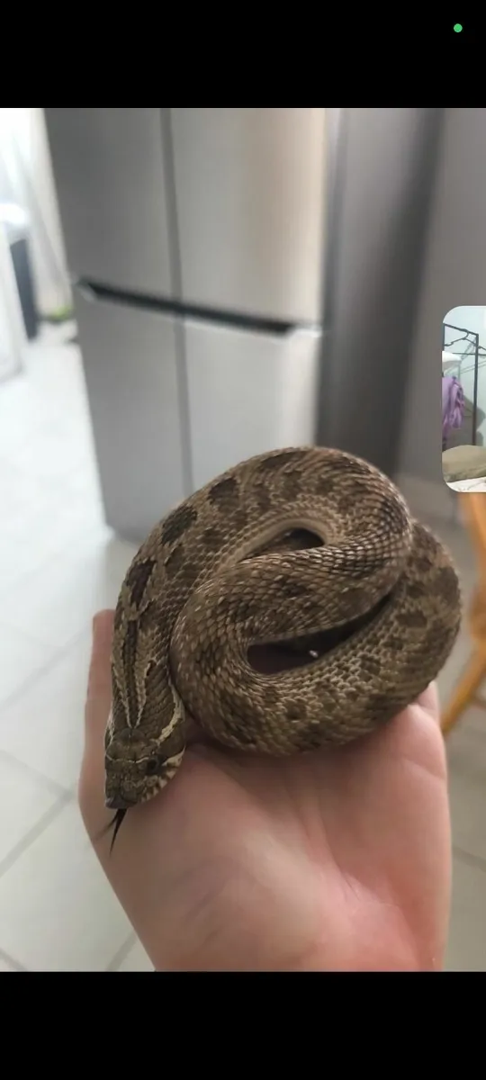 Hognose and enclosure - Image 3