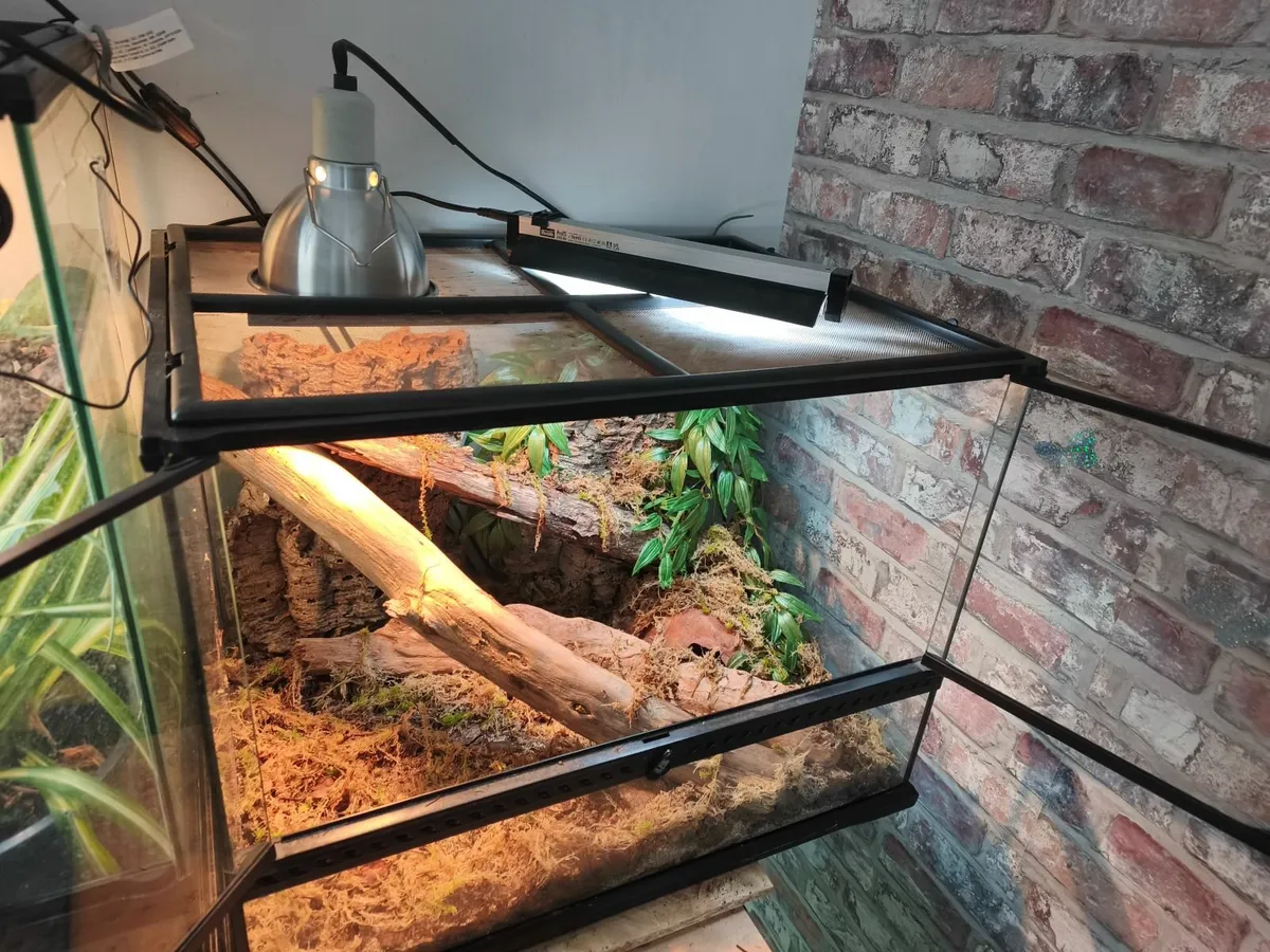 Hognose and enclosure - Image 1