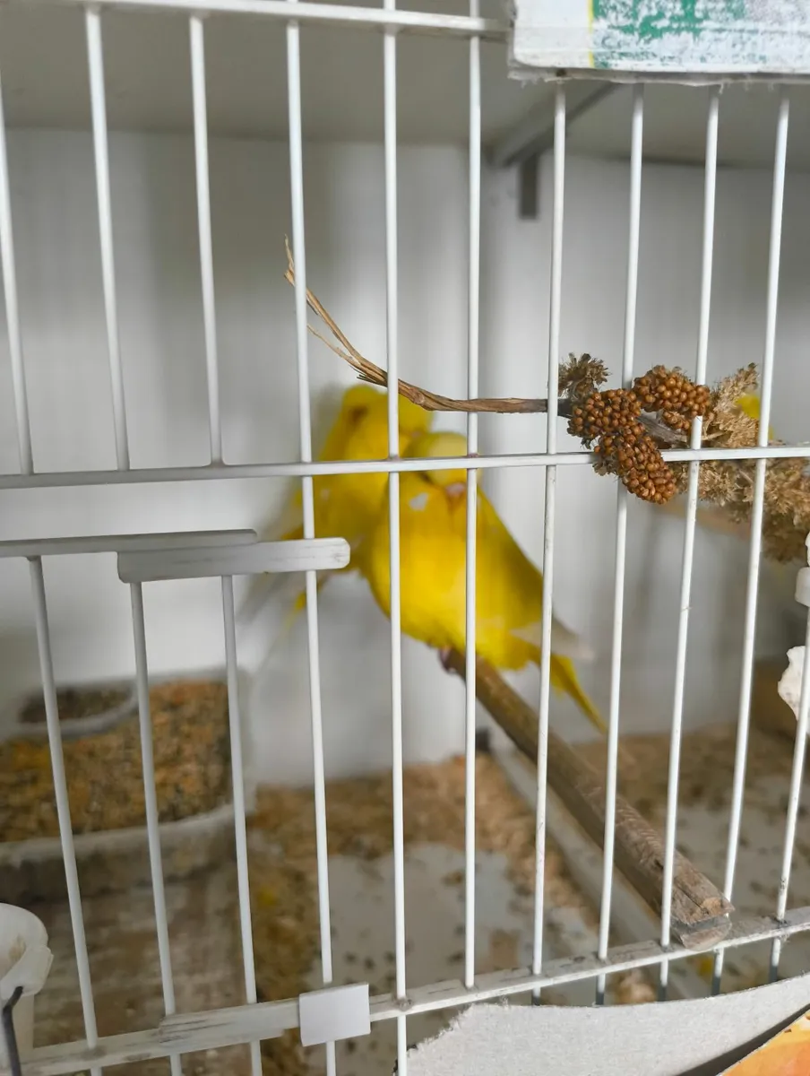 Budgerigars - Image 1