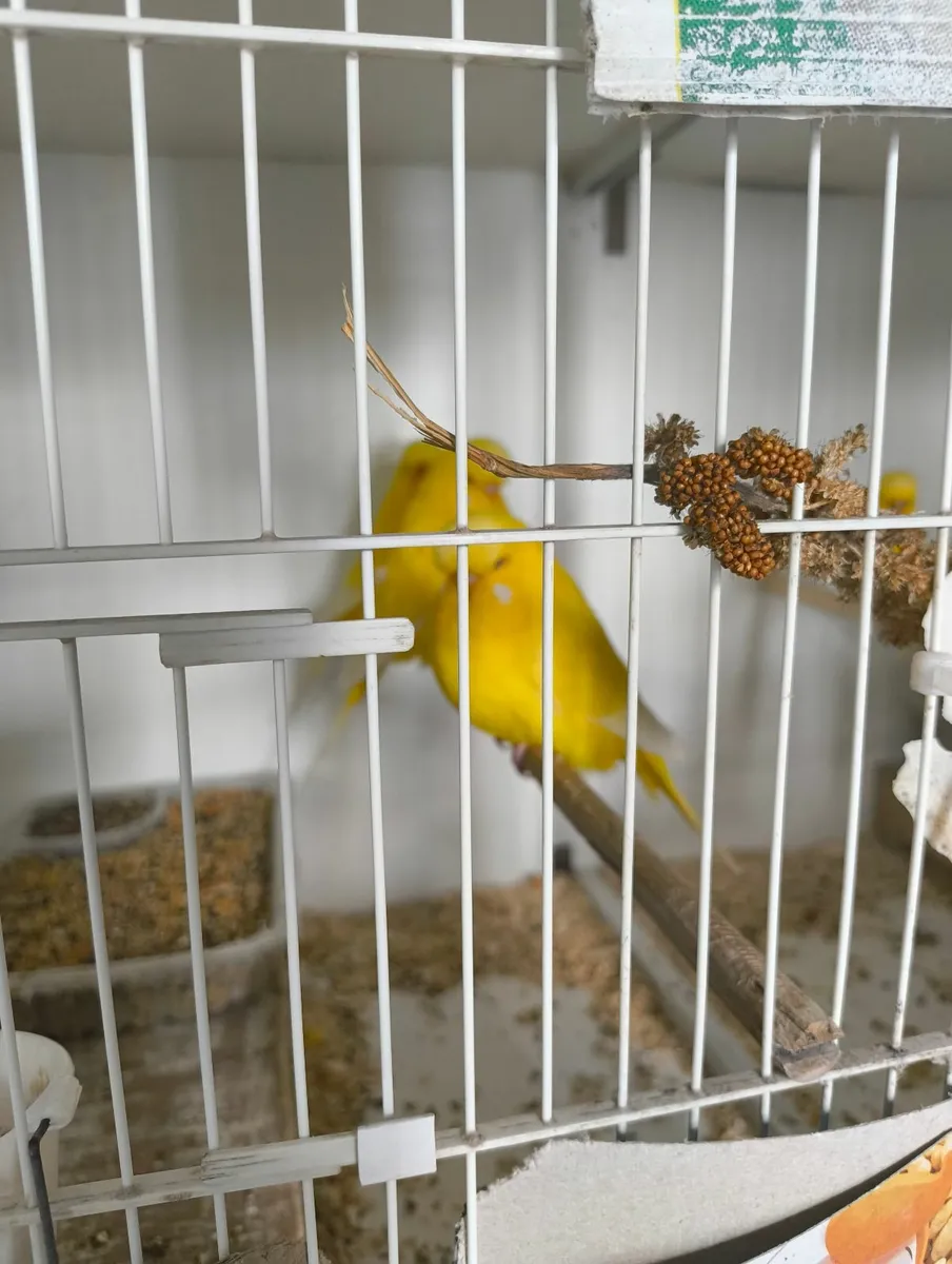 Budgerigars - Image 3