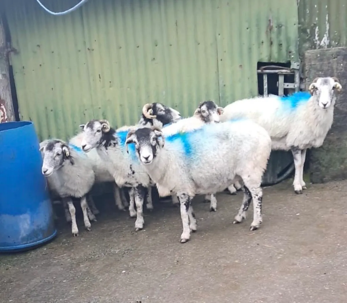 Swaledale ewes for breeding - Image 1