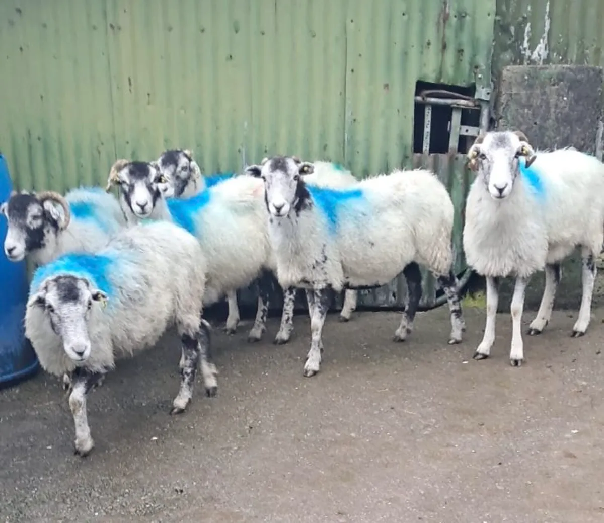 Swaledale ewes for breeding - Image 2