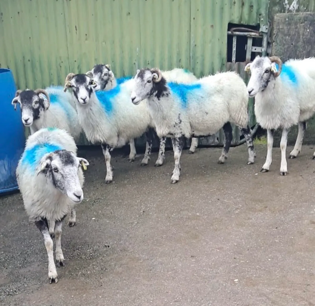 Swaledale ewes for breeding - Image 3