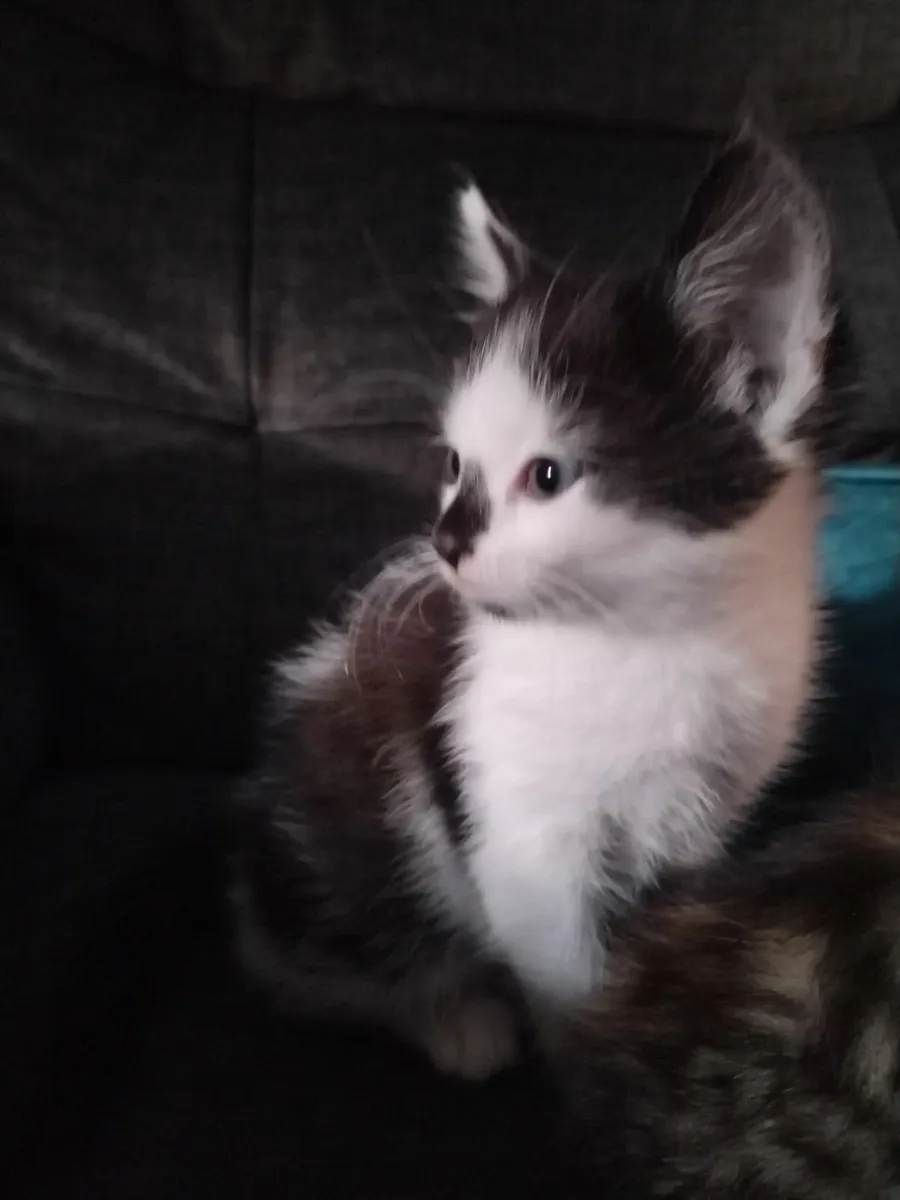 Kittens - Image 1