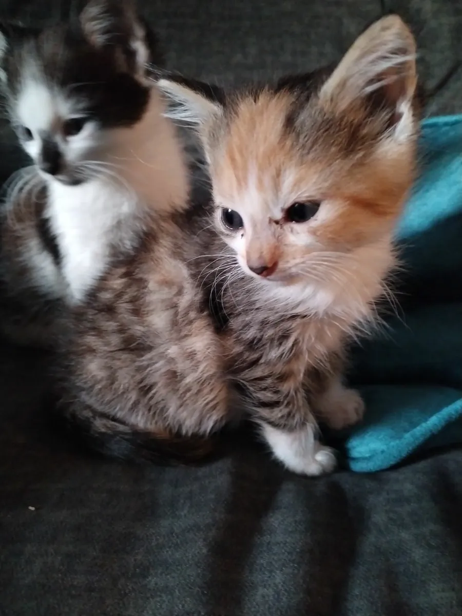Kittens - Image 2