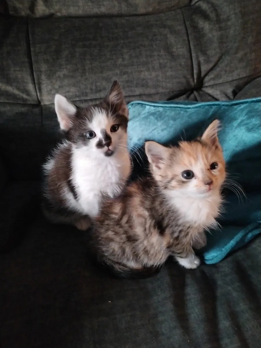 Kittens - Image 3