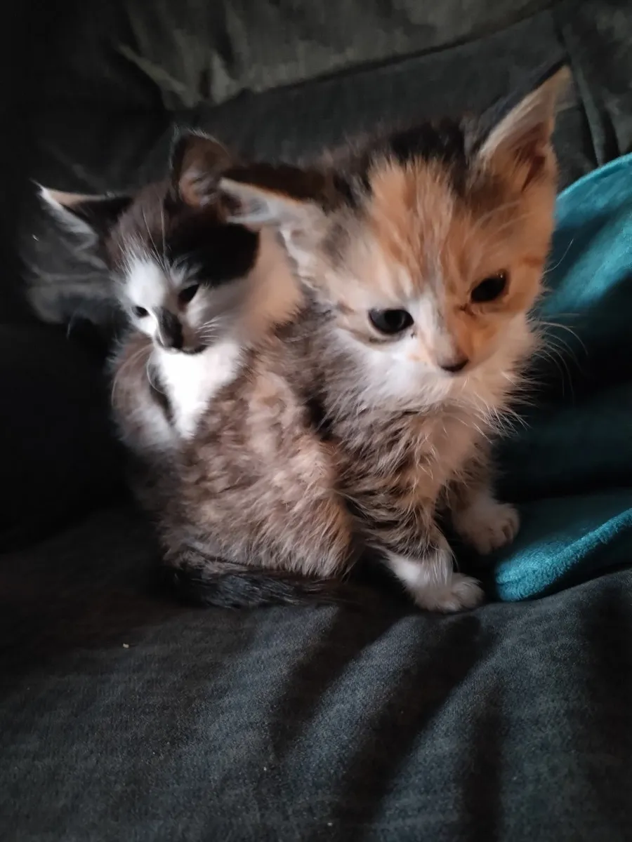 Kittens - Image 4