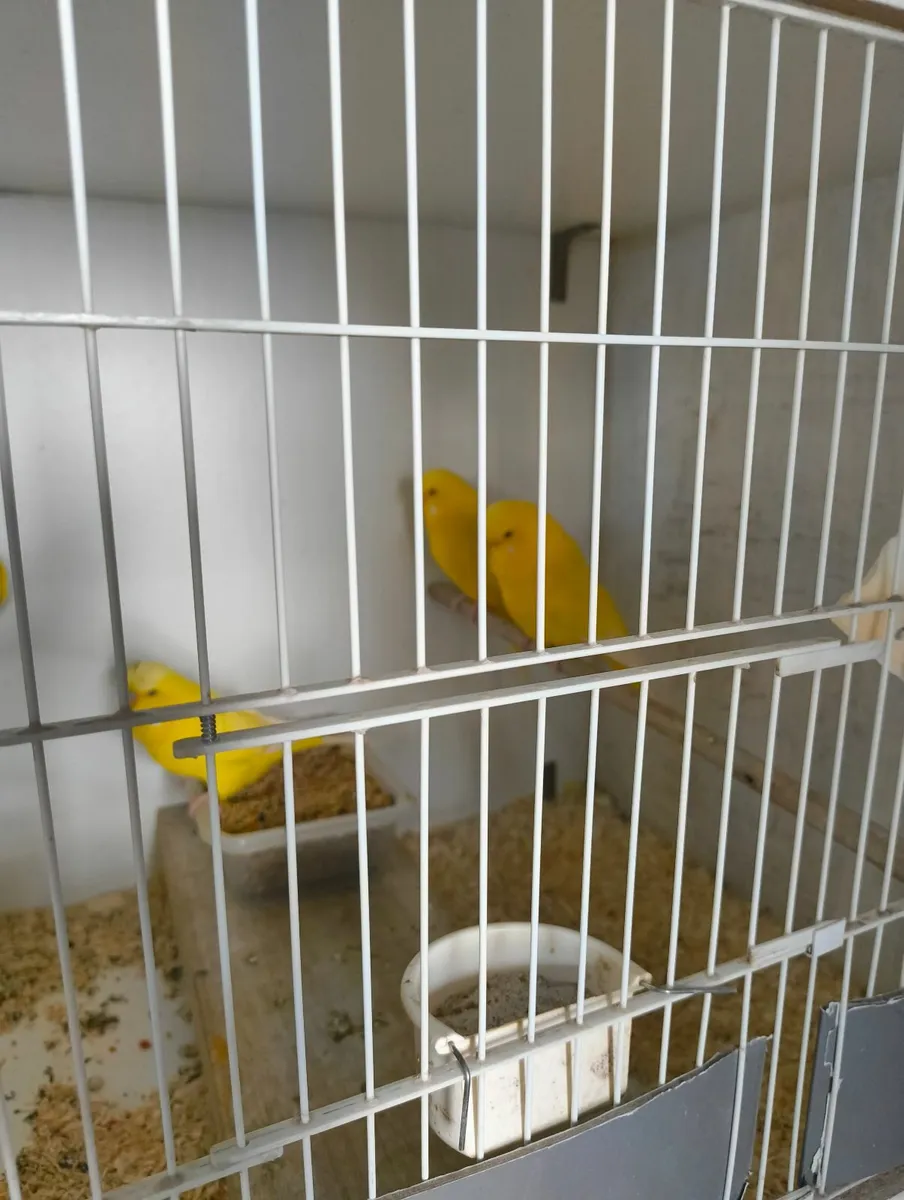 Budgerigars - Image 4