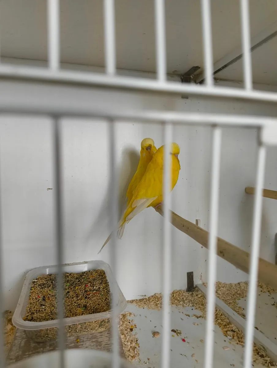 Budgerigars - Image 2
