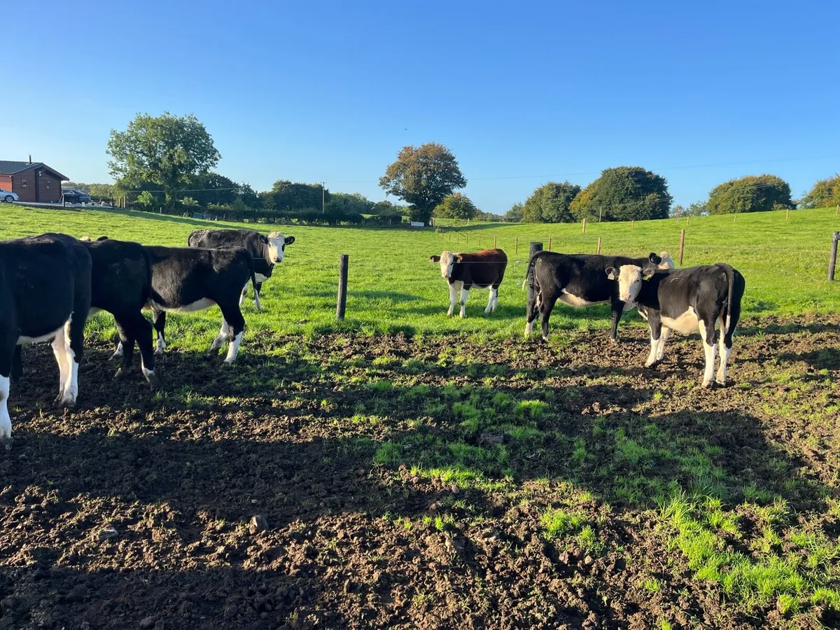 Hereford runner heifers - Image 2