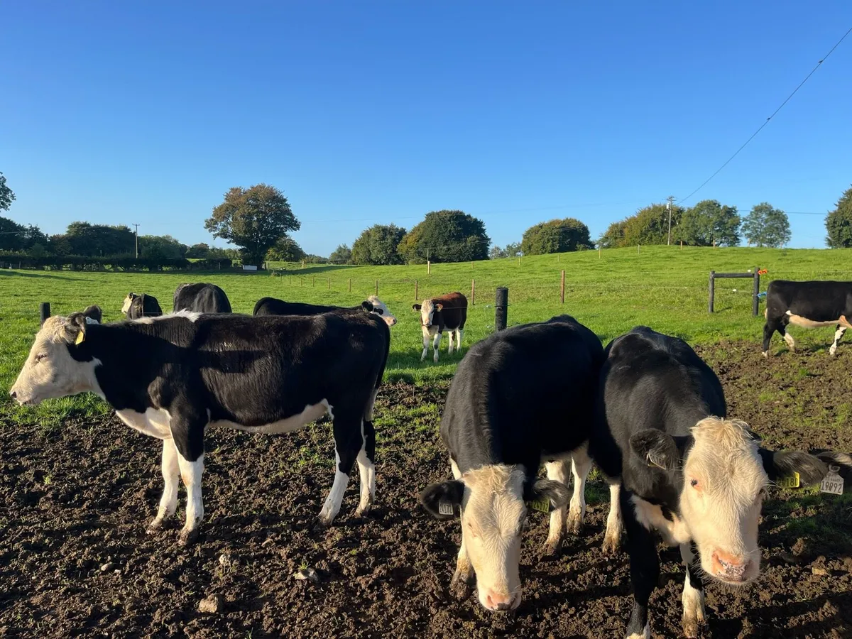 Hereford runner heifers - Image 3
