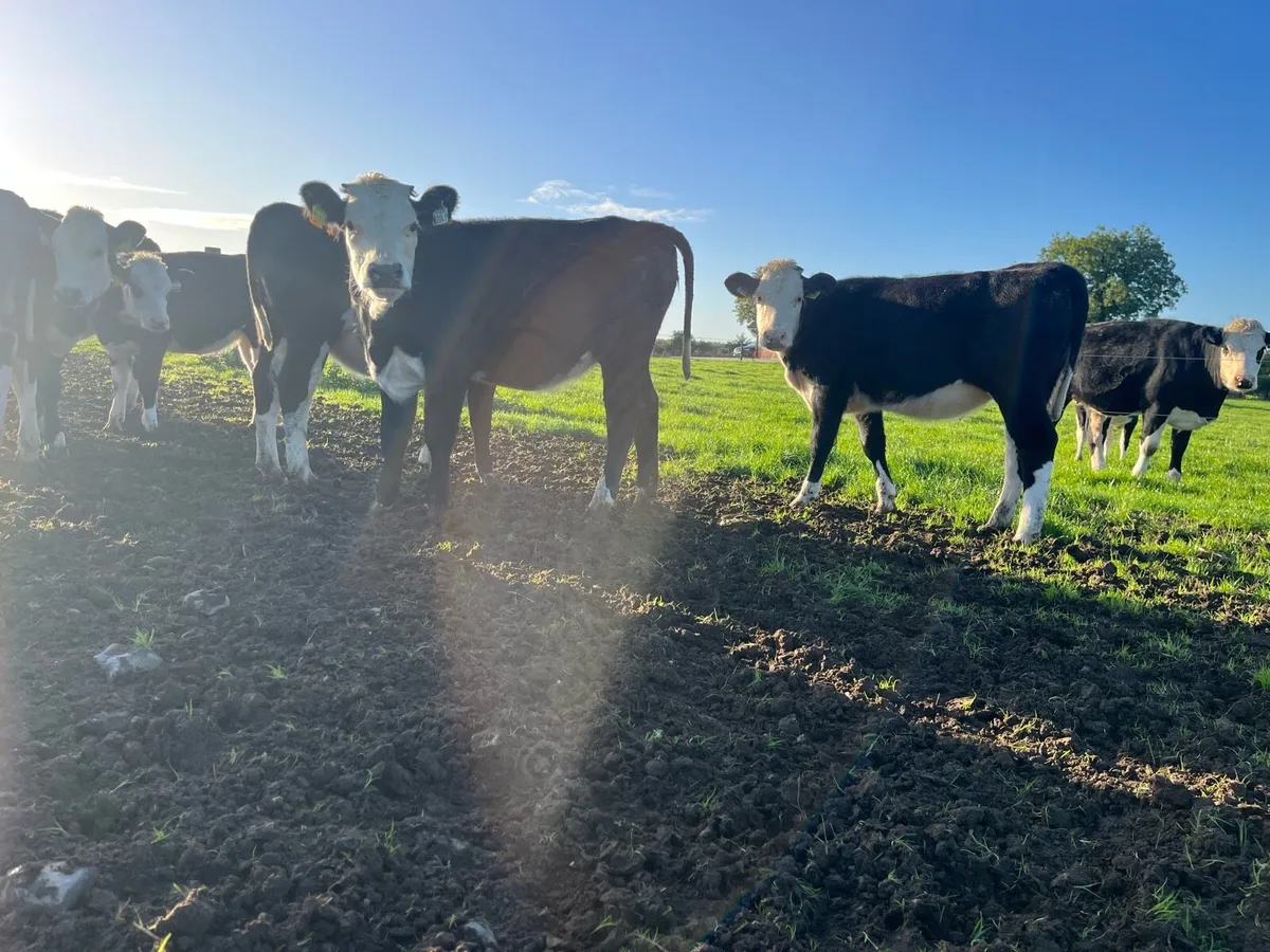 Hereford runner heifers - Image 4