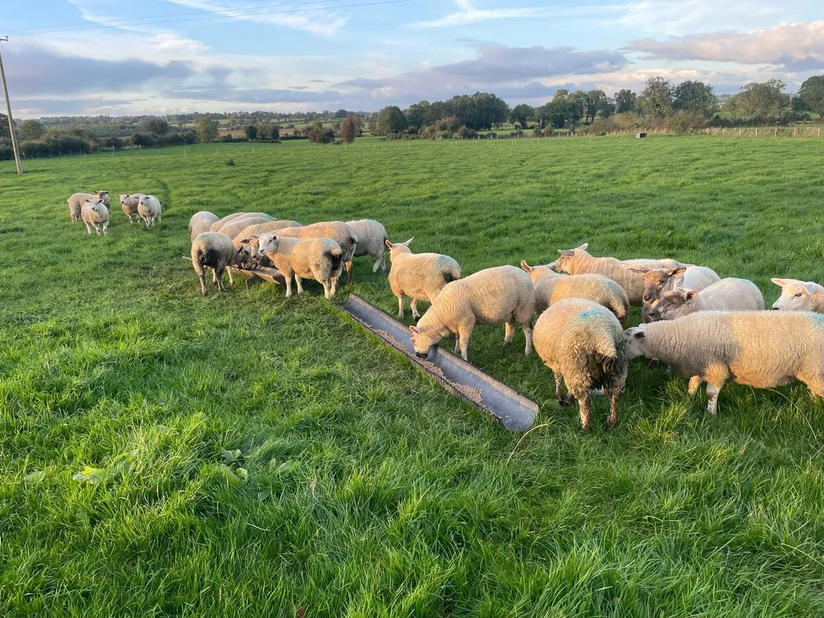 Ewe lambs - Image 1