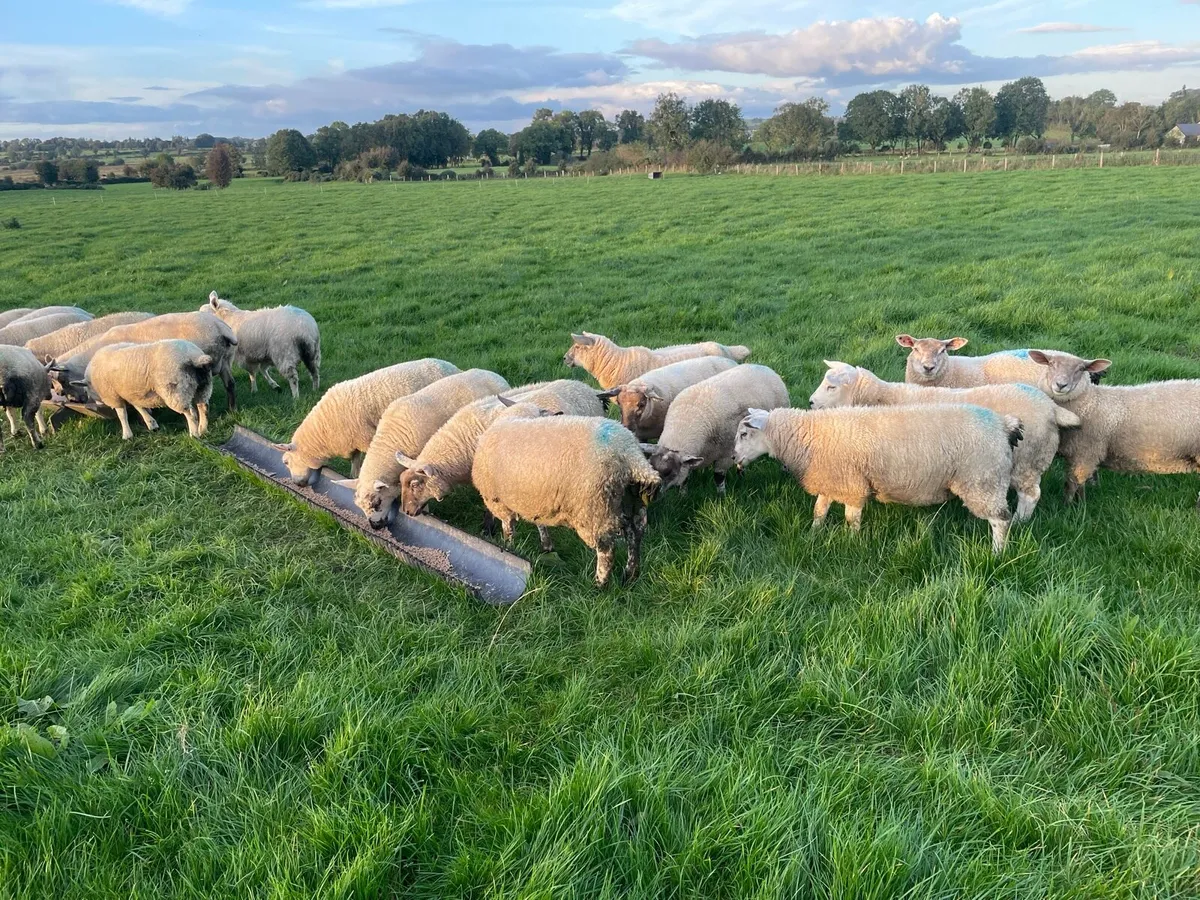Ewe lambs - Image 2