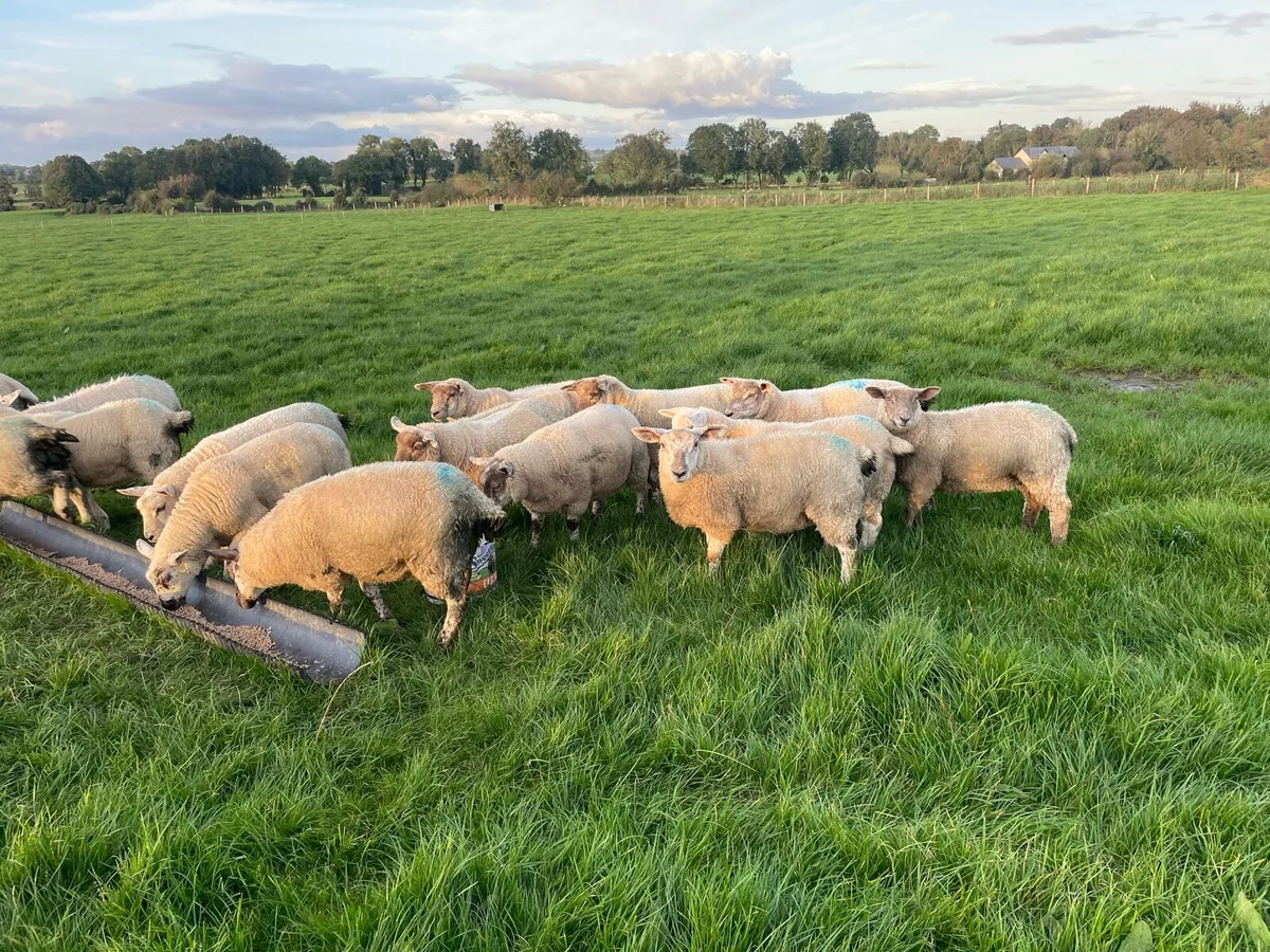 Ewe lambs - Image 3