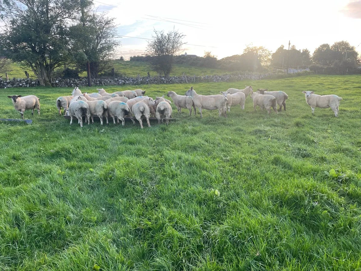 Ewe lambs - Image 4
