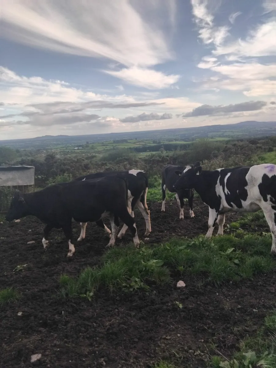 British freisian heifers - Image 1