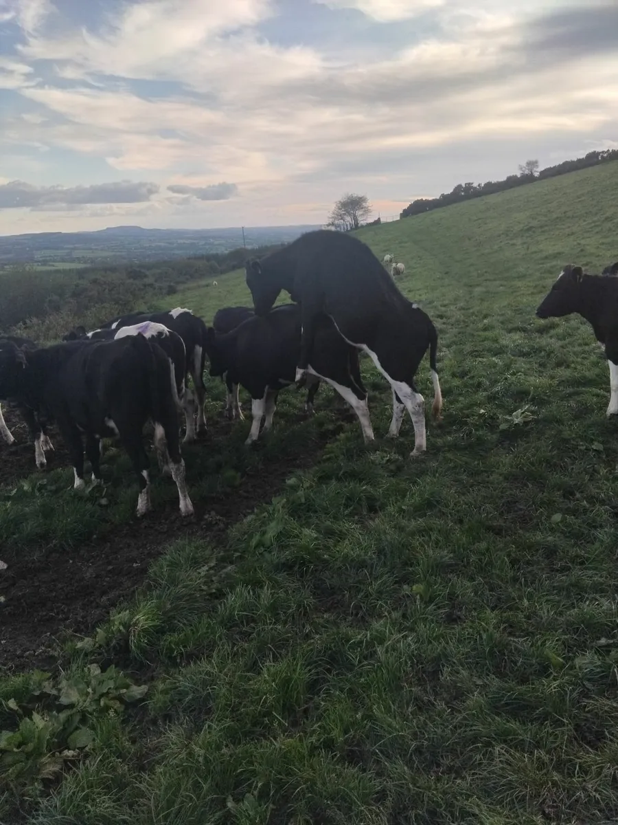 British freisian heifers - Image 2