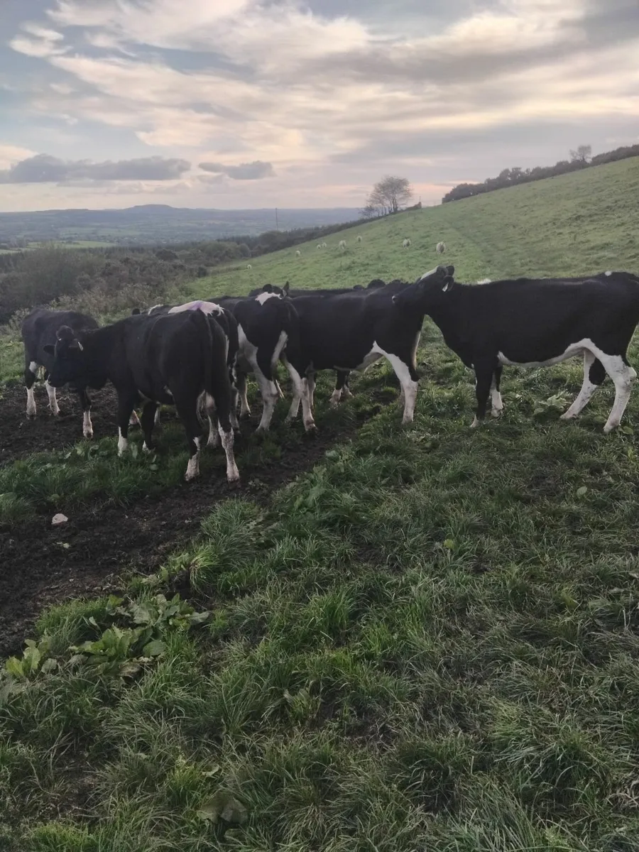 British freisian heifers - Image 3