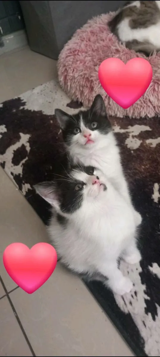 kittens Norwegian forest mix - Image 2