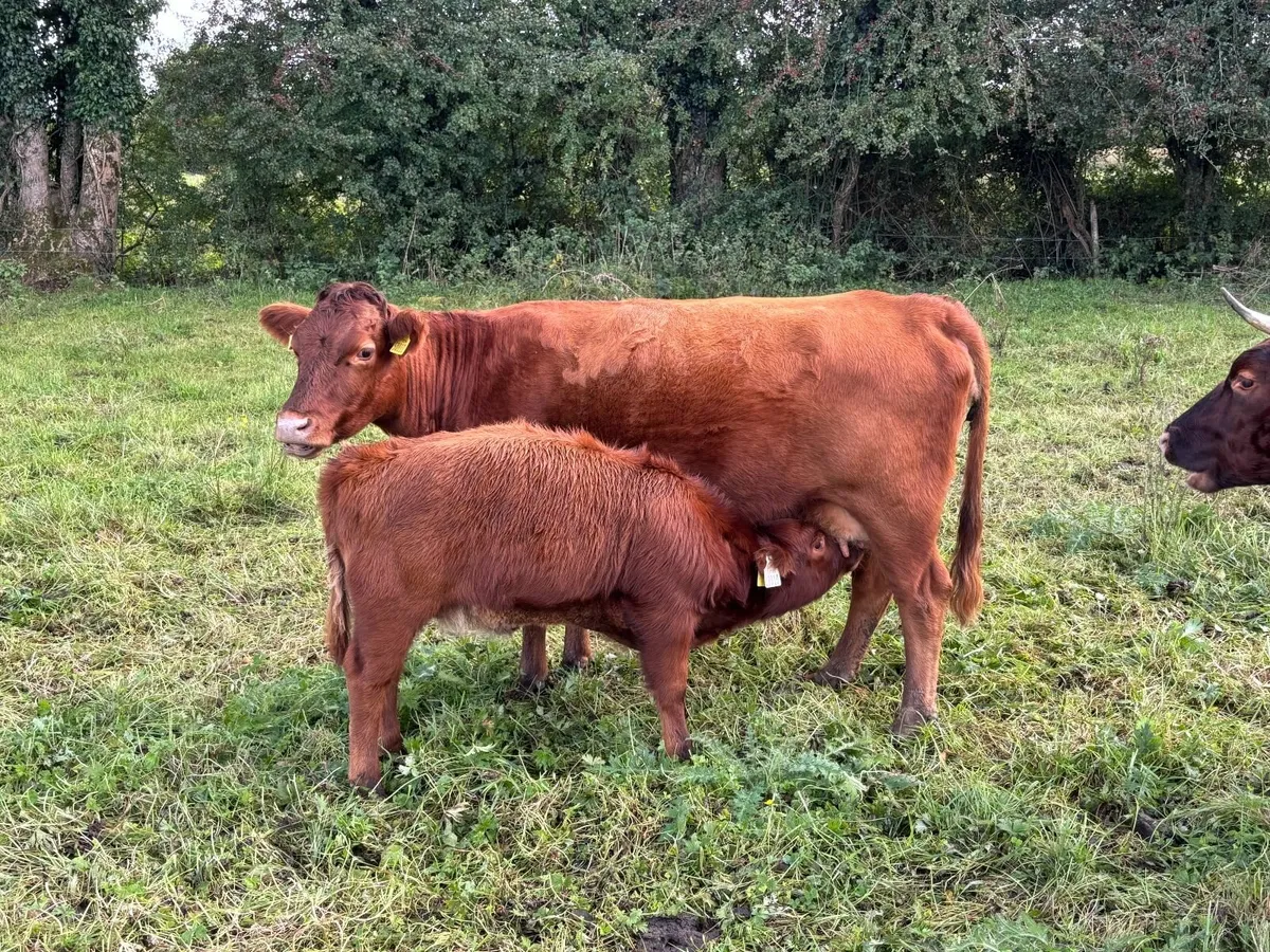 Dexter cows calves and yearling heifers. - Image 1