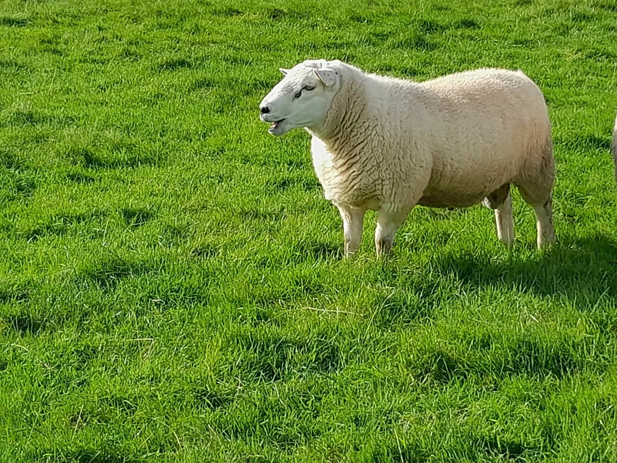 Texel Rams - Image 2