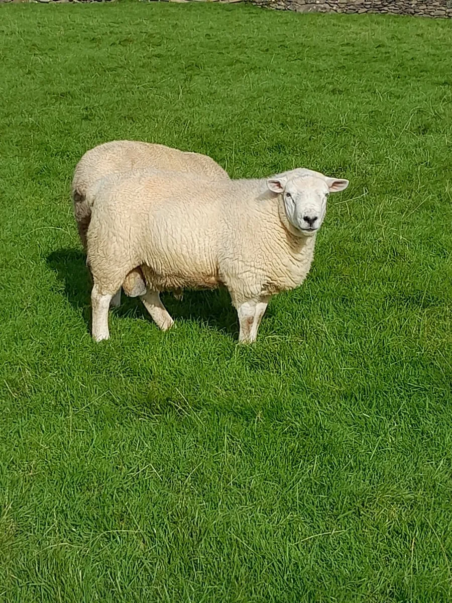 Texel Rams - Image 3