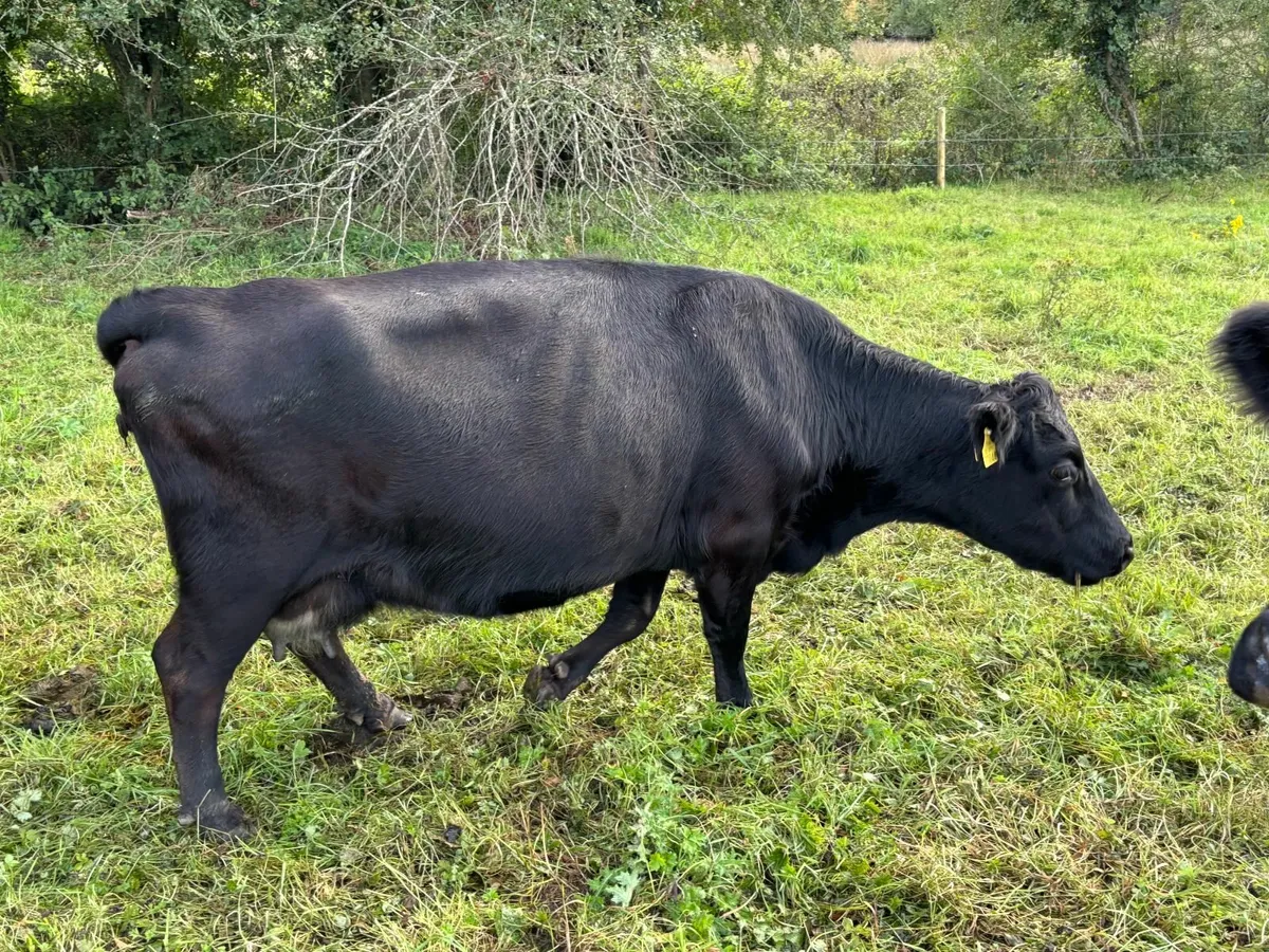Dexter cows calves and yearling heifers. - Image 2