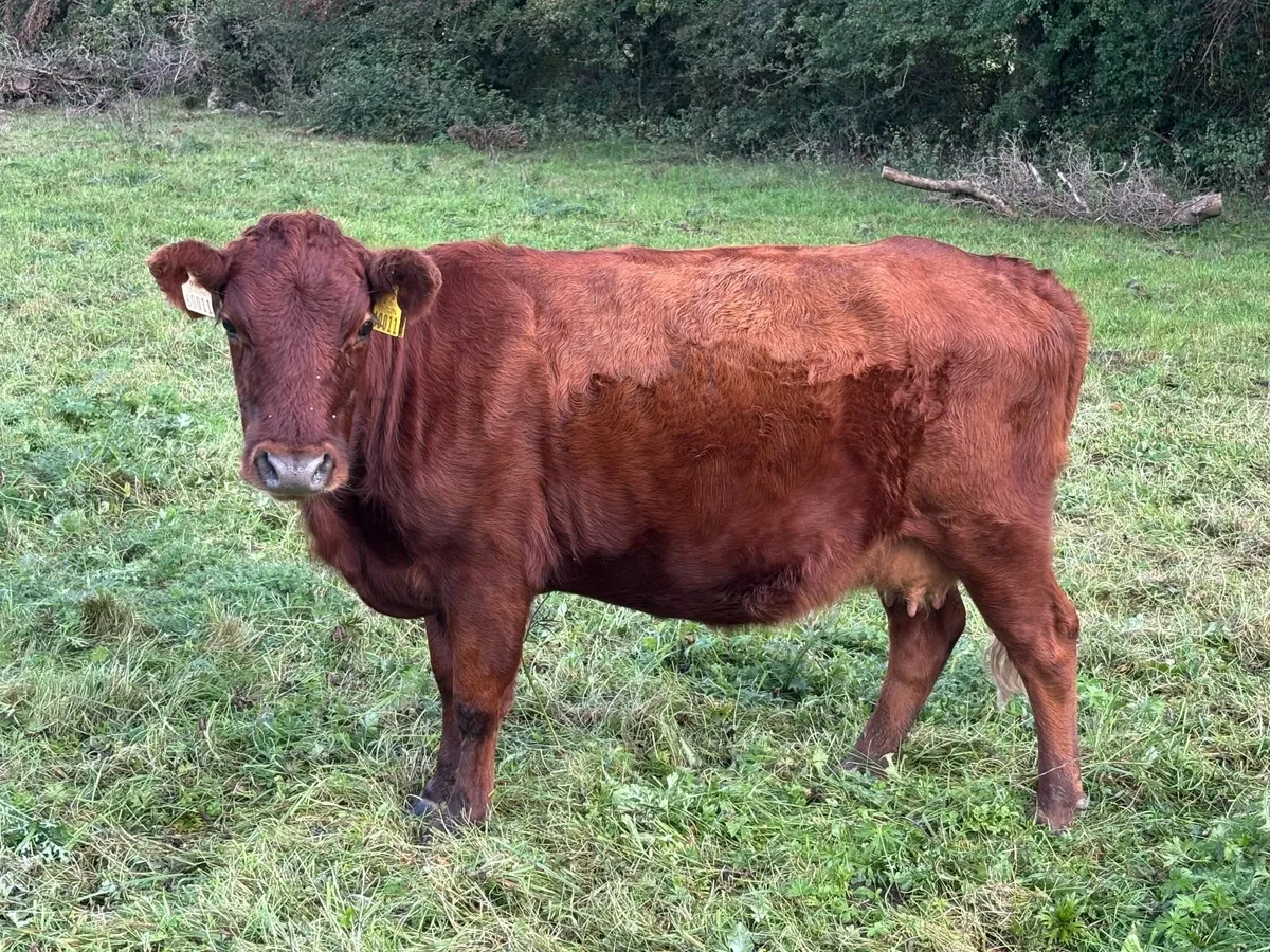 Dexter cows calves and yearling heifers. - Image 3