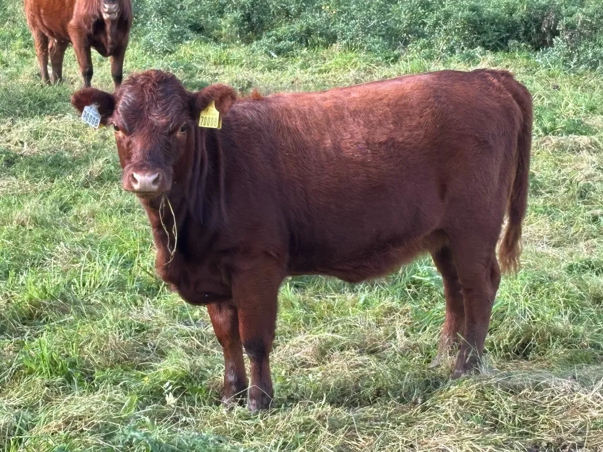 Dexter cows calves and yearling heifers. - Image 4