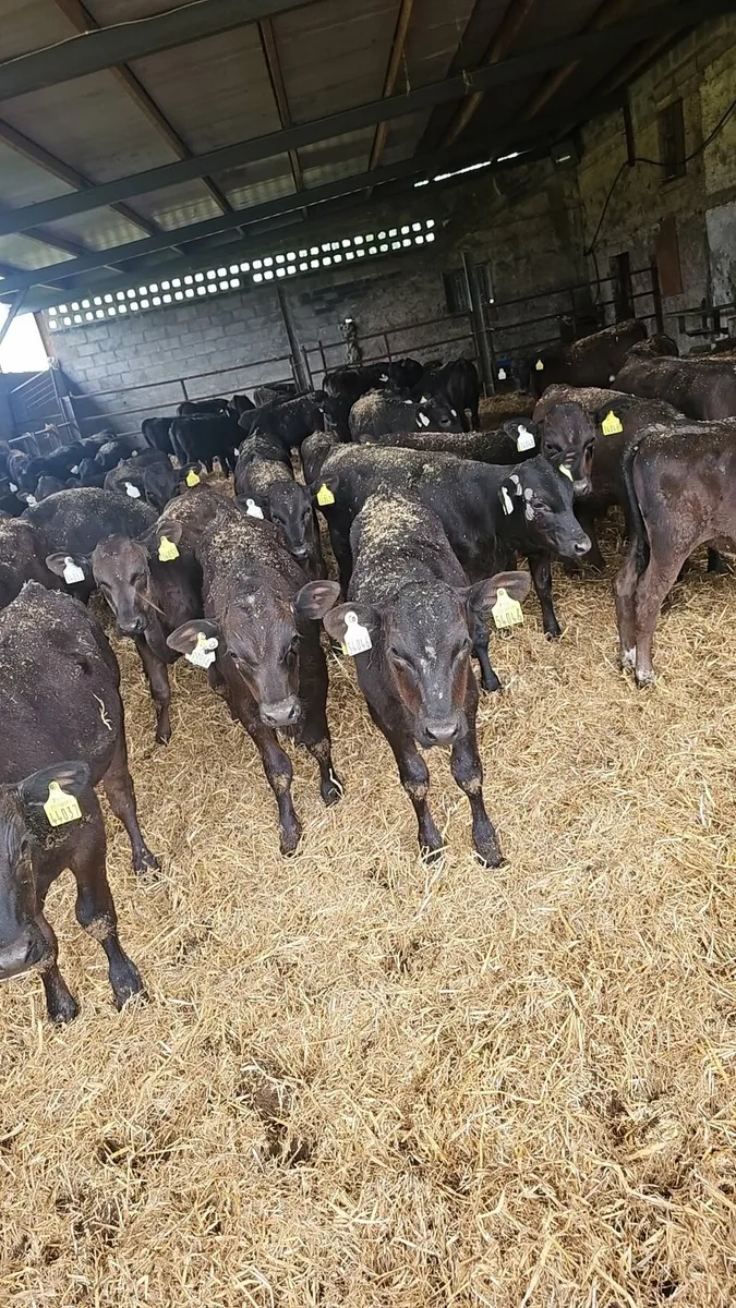 Calves wanted - Image 1