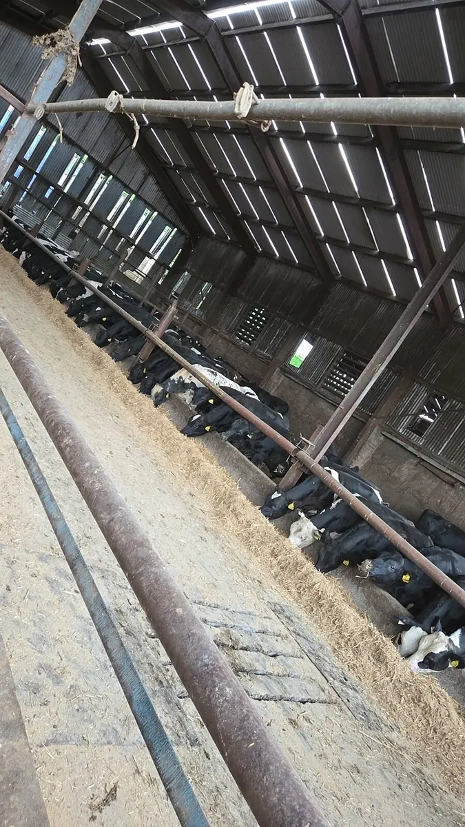 Calves wanted - Image 2
