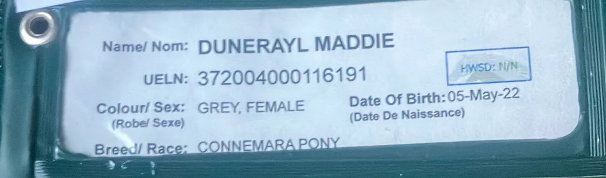 Connemara Ponies - Image 4