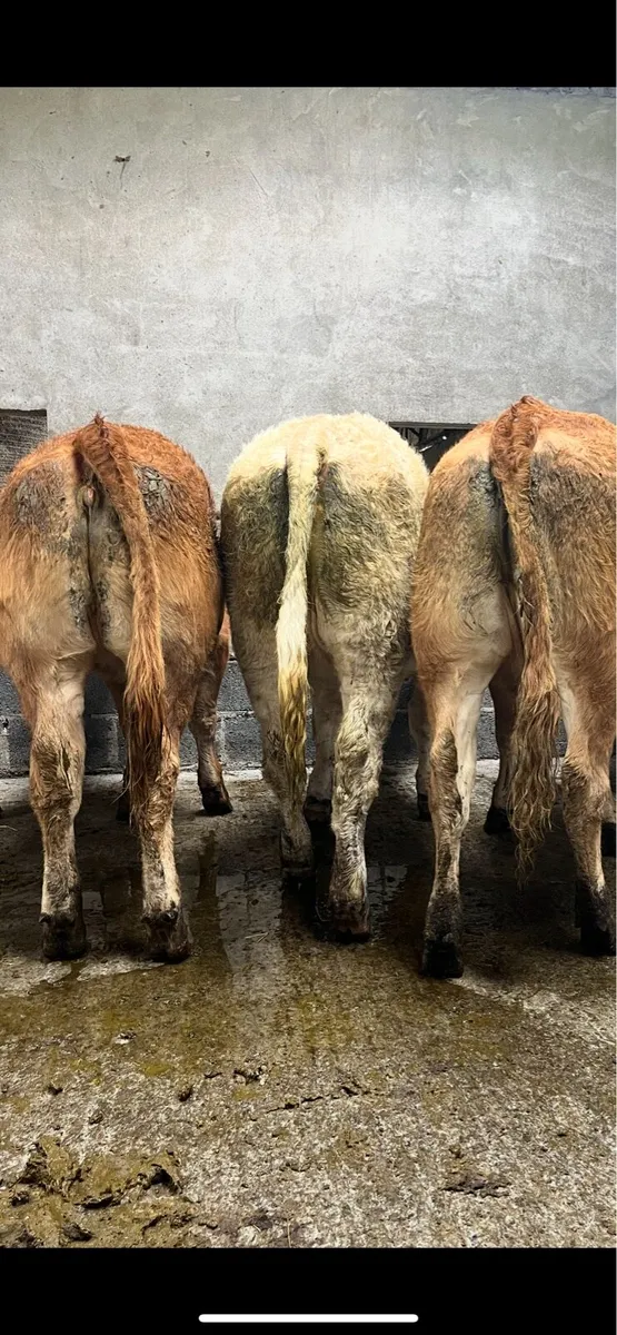 10 super U grade heifers - Image 1