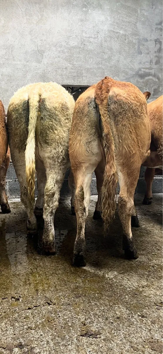 10 super U grade heifers - Image 3