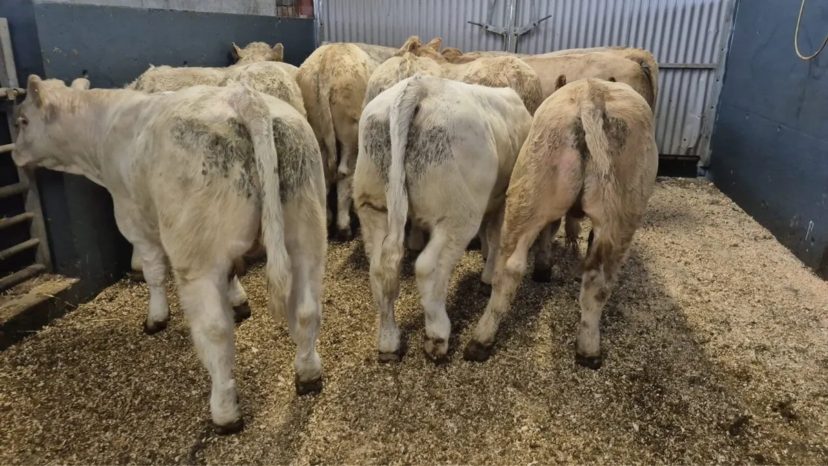 12 Super Charolais Bull Weanlings - Image 2