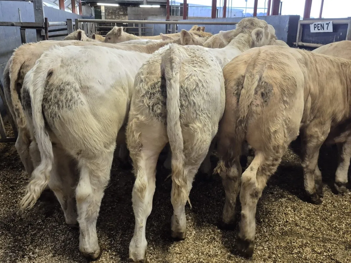 12 Super Charolais Bull Weanlings - Image 1