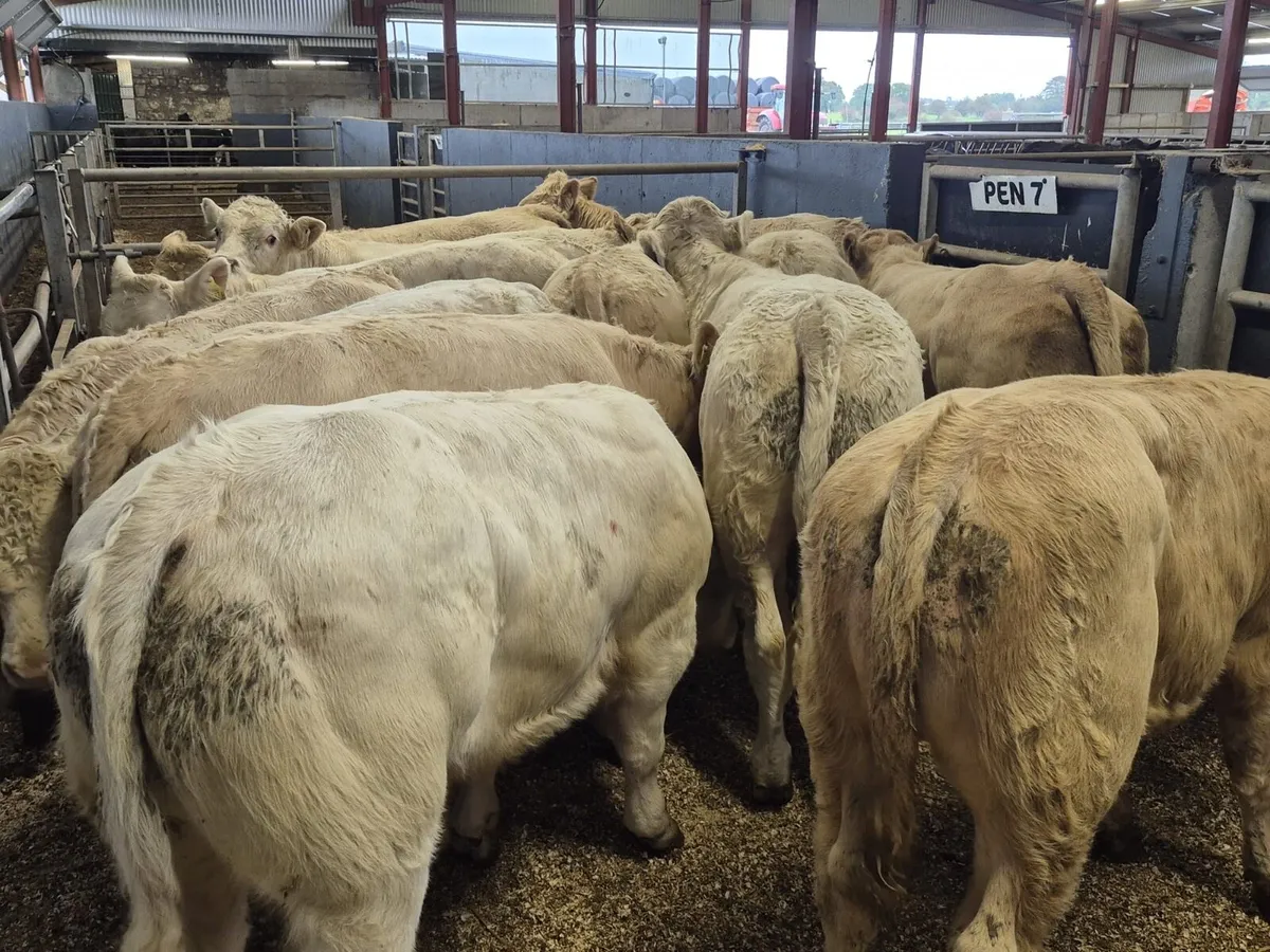 12 Super Charolais Bull Weanlings - Image 4