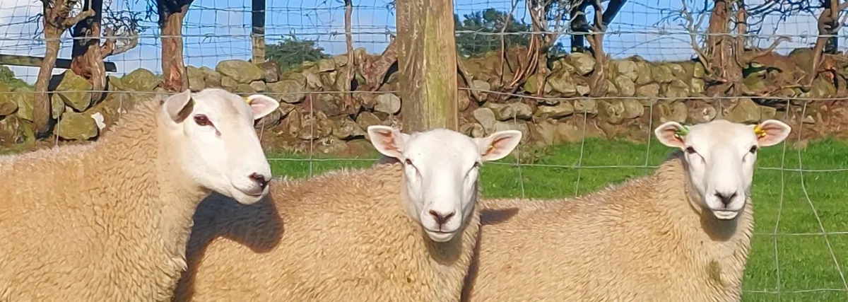 Lleyn Ram Lambs - Image 3