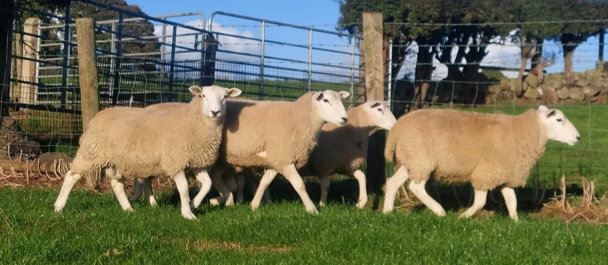 Lleyn Ram Lambs - Image 1