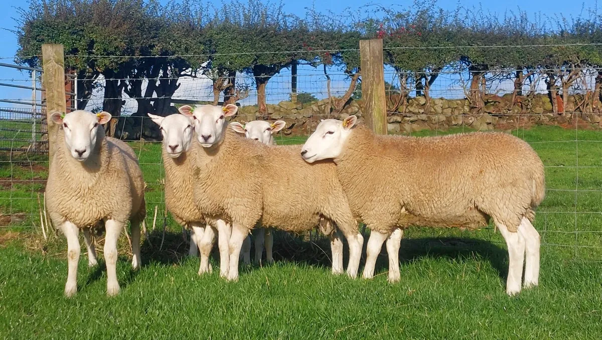 Lleyn Ram Lambs - Image 4